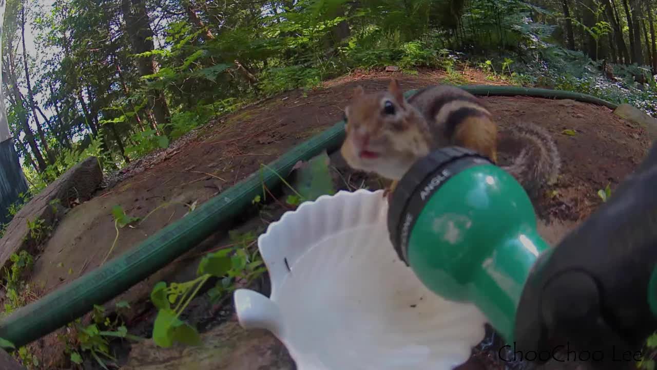 CCTV 카메라에 포착된 다람쥐의 천적 밤에 나타나는 야생 동물들 Capturing Chipmunk Predators At Night On The CCTV Camera