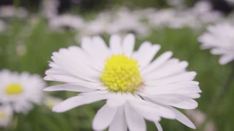 Close Up Of Field With Daisies Growing In UK Countryside