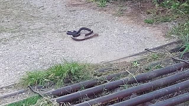 Snake Dance at Triangle M Farm