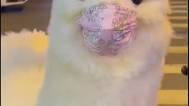 OMG So Cute Pets 💖 Best Funny animals New Videos 2021