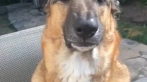 Funny animals