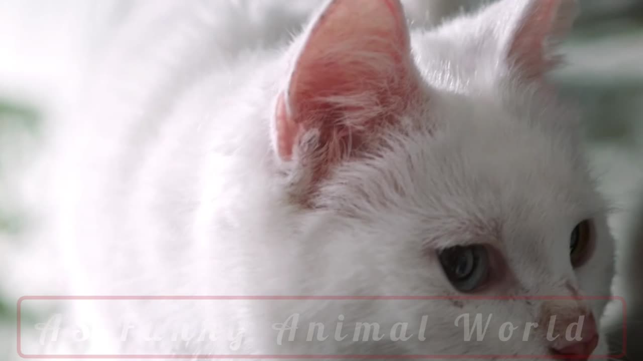 Funny cat videos