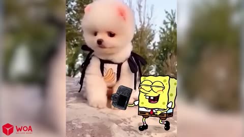 Little Cute Puppy vs Spongebob