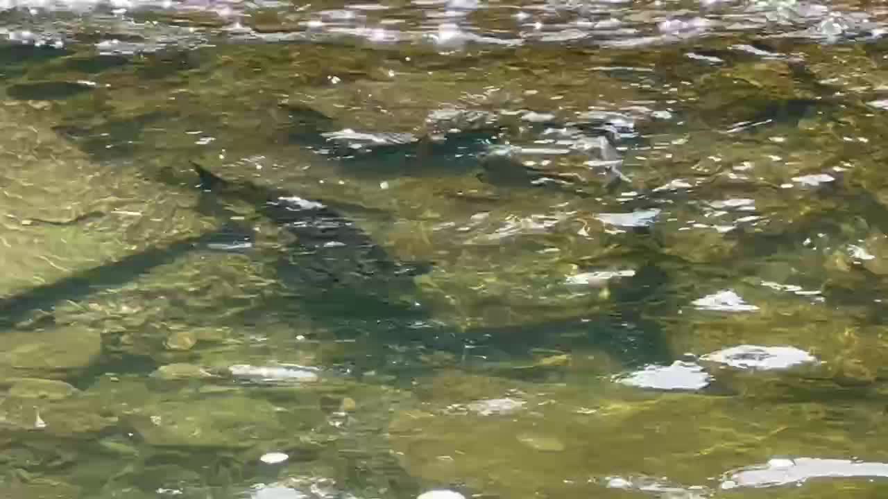 Spawning Salmon Humber River Toronto