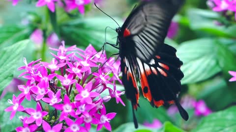 Butterflies in nature