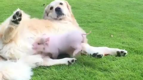A very loving dog