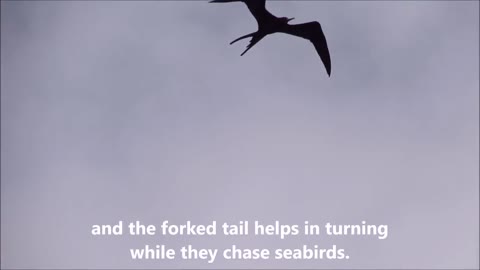 The great Frigatebird in Flight