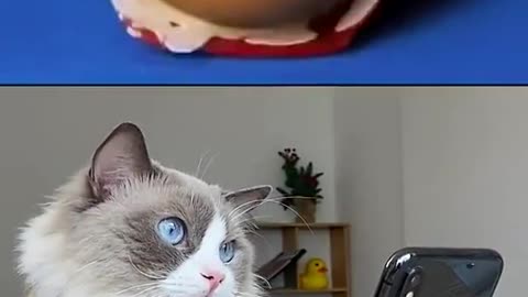 Quetion do you rather see Puff made it or failed it