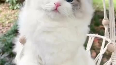 Cute cat 🐈 video