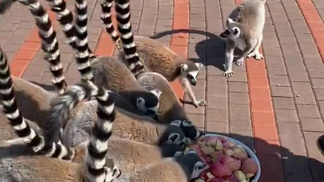 lemurs