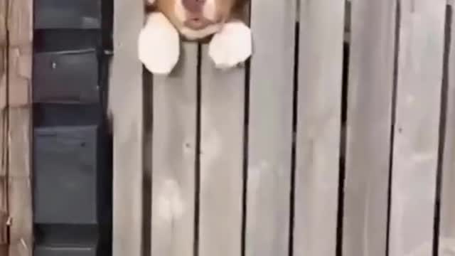 PuloAnimal 🐶 Mundo Animal 🐶 Vídeos Engraçados de Animais 🐶