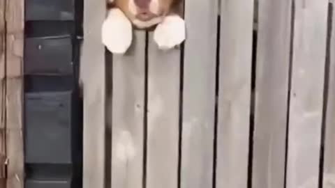 PuloAnimal 🐶 Mundo Animal 🐶 Vídeos Engraçados de Animais 🐶