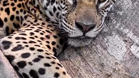 Beautiful Kitty