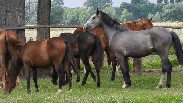 Horses Pasture .Land Mare Sta.llion Grazing Horses.......