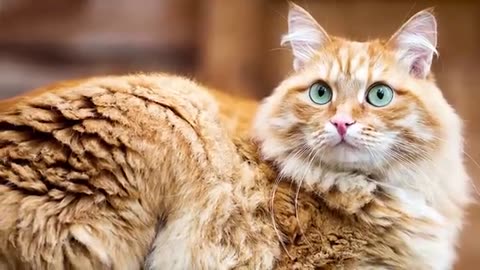 world biggest cat breed in world