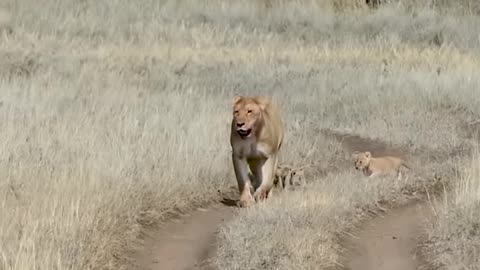 Cute baby lion