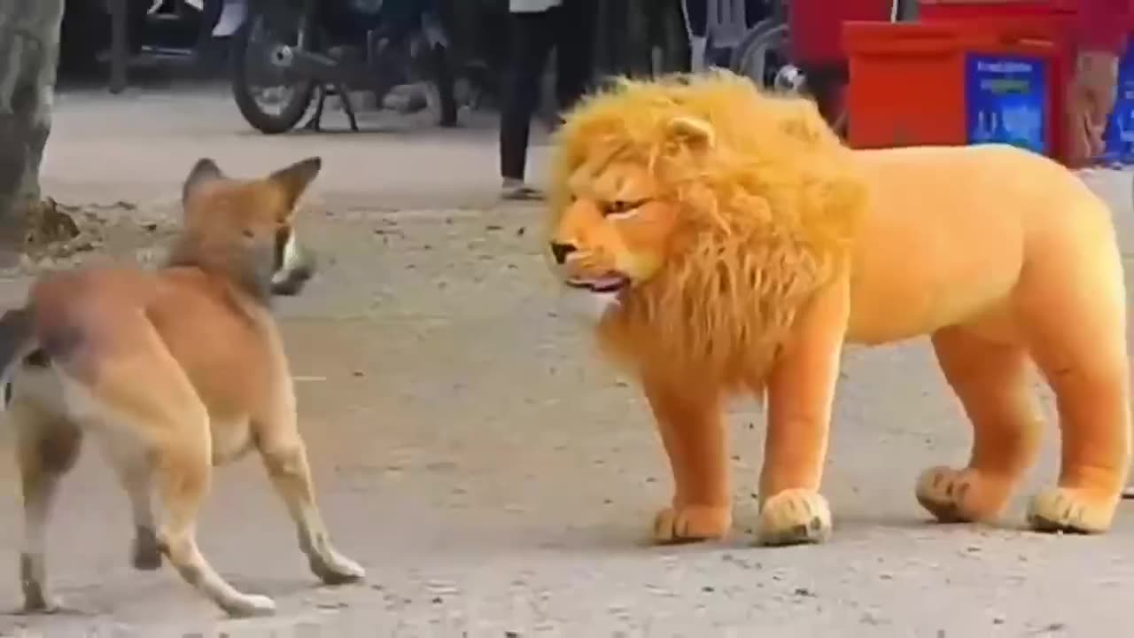 funny animal videos