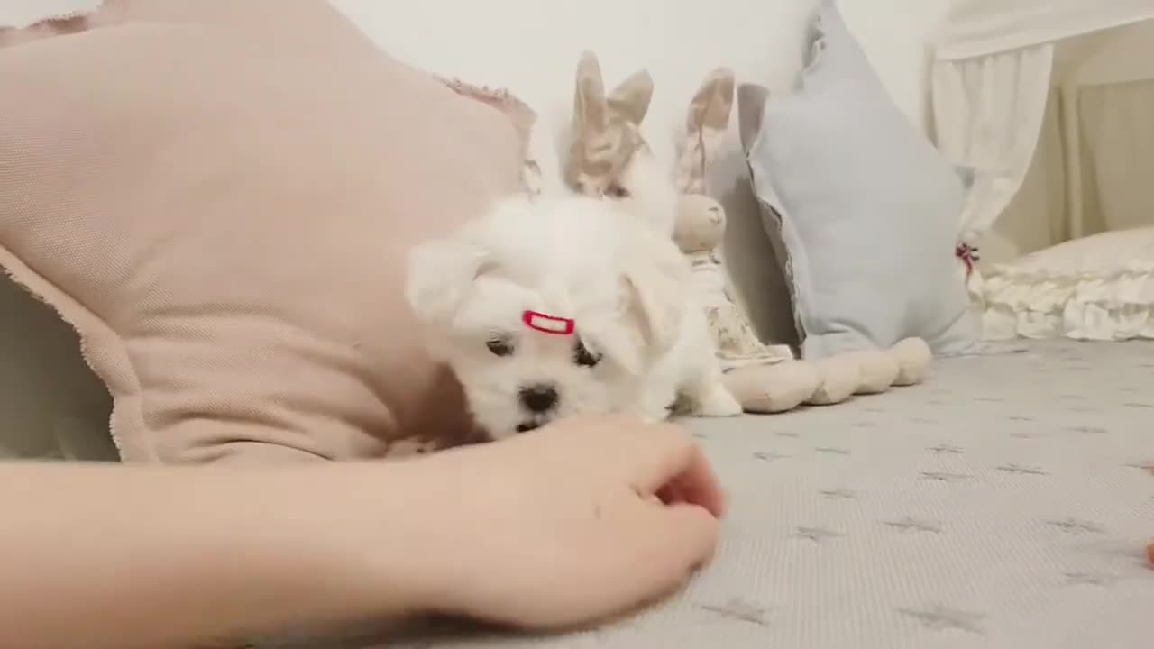 Baby_maltese_video_cutest_puppy_lovely_puppy_-_Teacup_puppies_KimsKennelUS