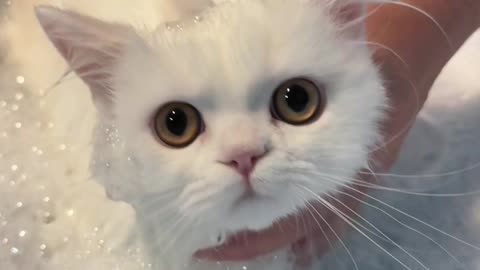 No More Bath Struggles: My Cat's New Favorite Activity #cutecats #catsofinstagram #catlovers