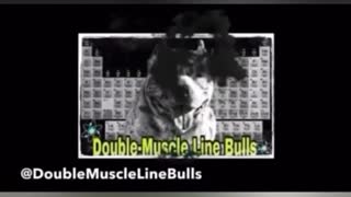 Should you turn your dog breeding program into a LLC⁉️