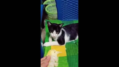 Laugh Out Loud with These Funny Animal Fails