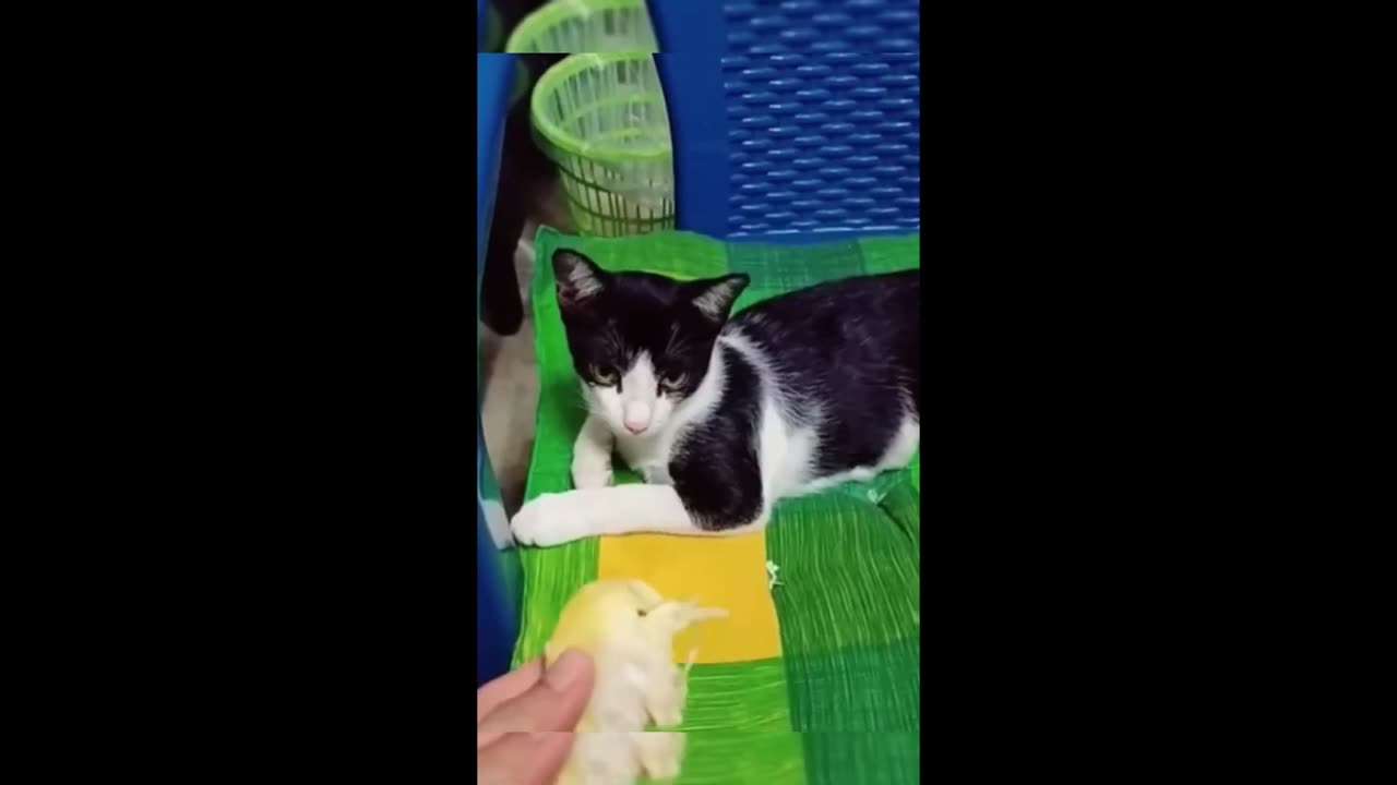Laugh Out Loud with These Funny Animal Fails