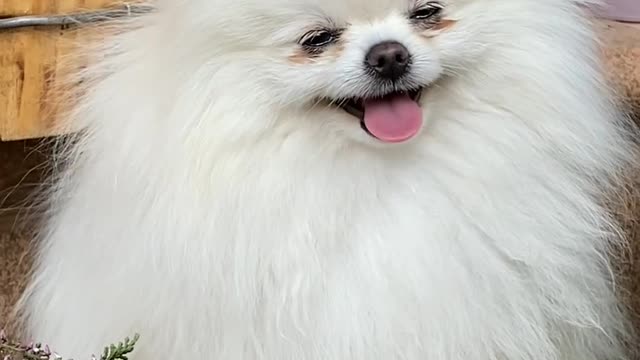 Best dog cutest and funniest video