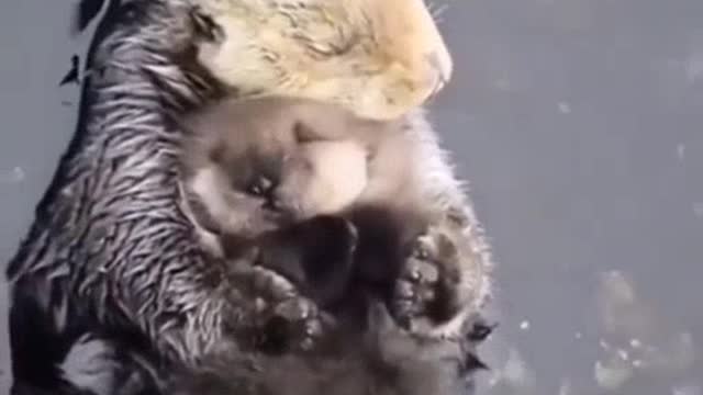 Otters
