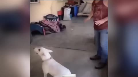 Funny animal dog