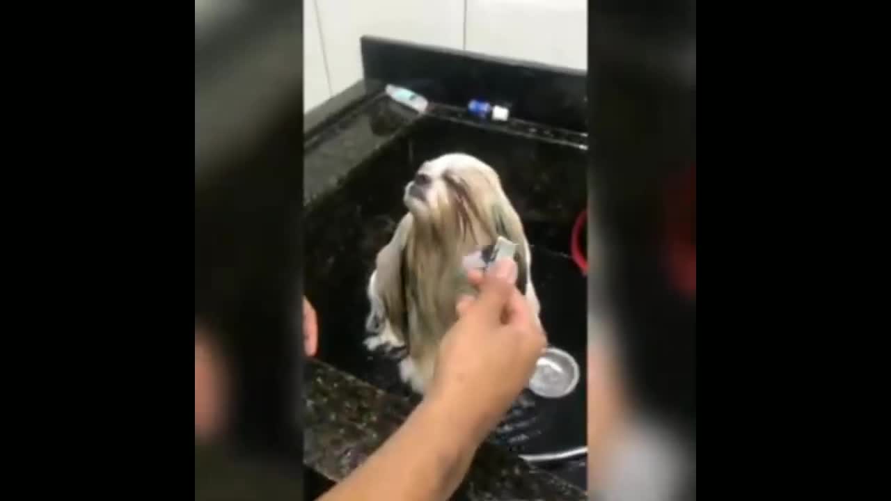 Cute and Funny Cat Videos Compilation