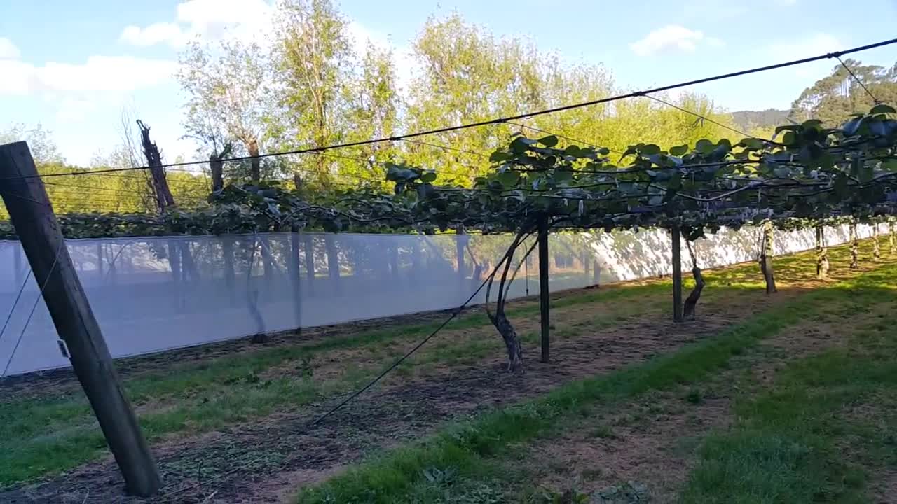 Kiwi farm in New Zealand.