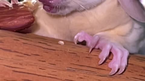 Rosie the Sugar Glider Eating a Treat with a Santa Hat