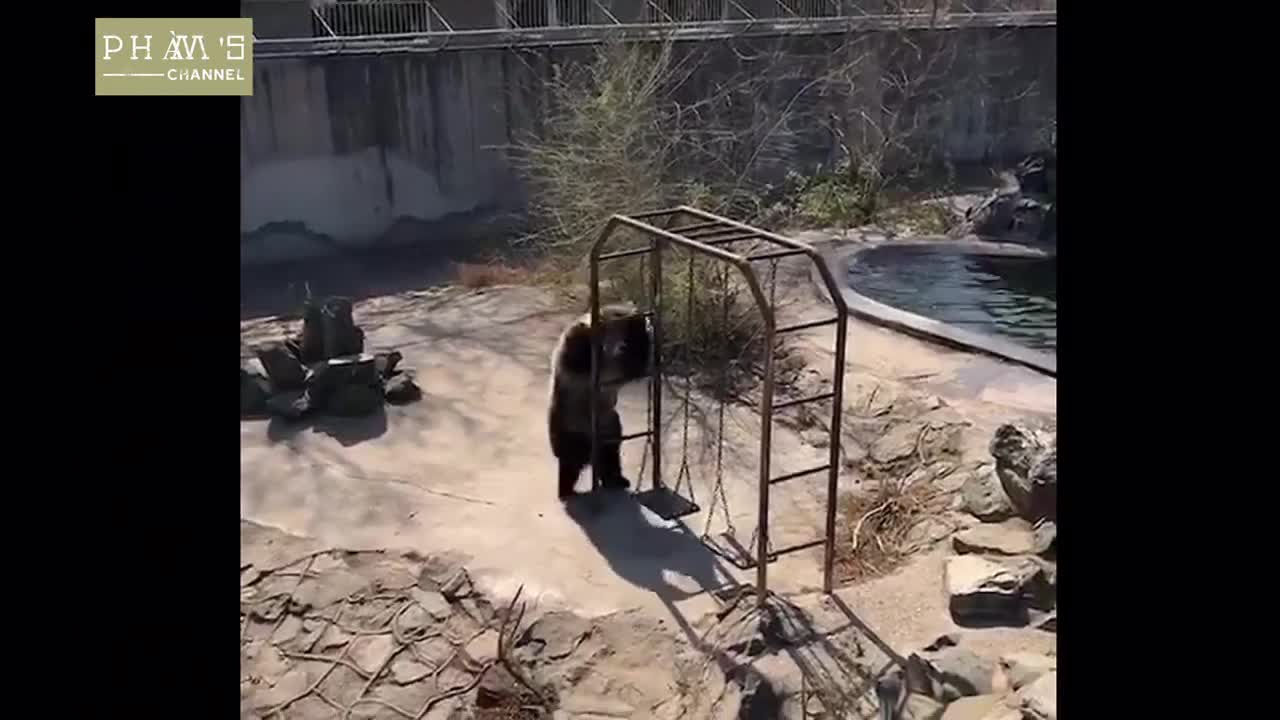 bear Funny Animal Dance