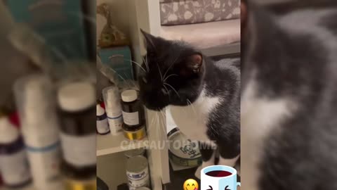 Cats and Their Angry 😤 Moments