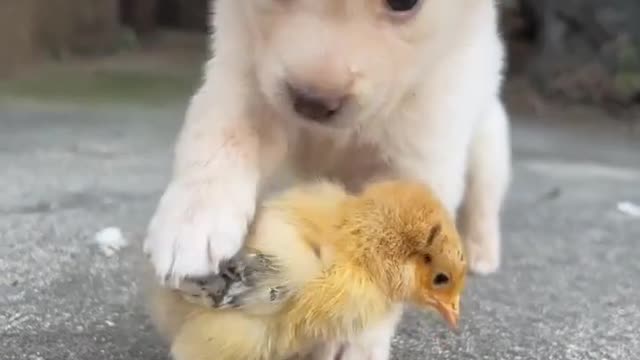 Pup and chick friendship