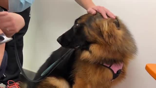 German Shepherd Puppy is Scared of Visiting the Vet