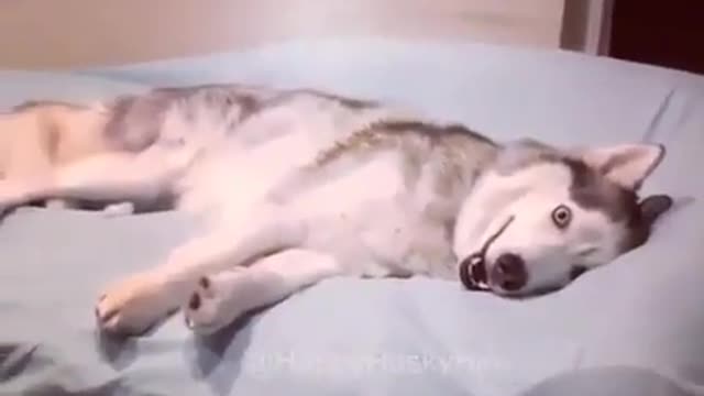 A dog that wants to sleep.
