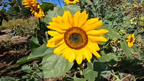 Sunflowers