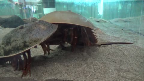 Horseshoe Crab Fight