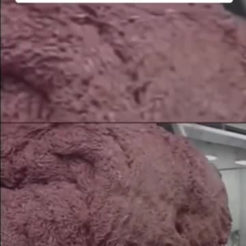 1000 Animals In 1 HAMBURGER ?!