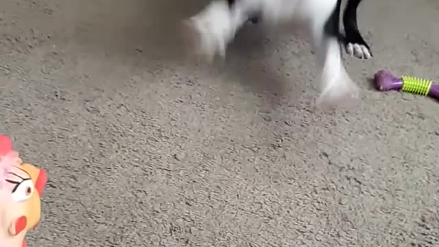 Dog Gets Scared on Seeing Rubber Chicken Toy and Retreats Into Corner