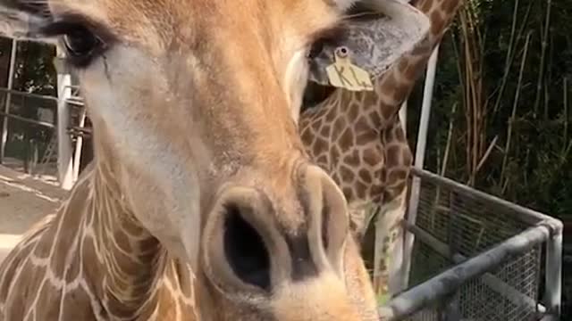 Giraffes eat grass