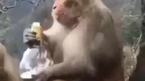 Funny video