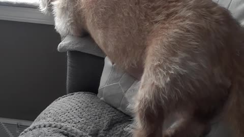 BERKELEY WAITING FOR MOMMA TO GET HOME