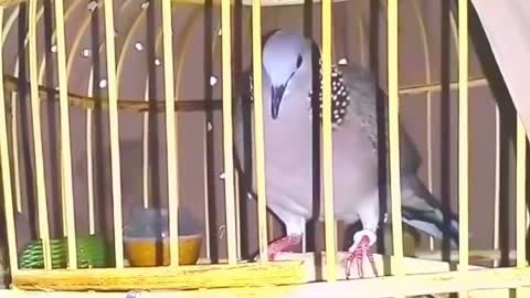 Burung derkuku(Ordinary turtledove)