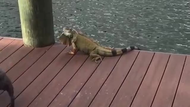 Dog try to catch tell but think risky so dog look and run around funny.