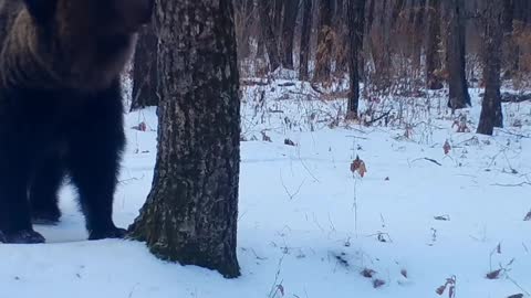 Brown bears!