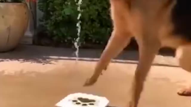 CUTE_ANIMAL_VIDEOS_#50_š_Sugar_Pet_sāāāāā