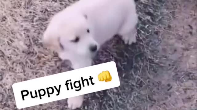 Siblings… 🐶😍.