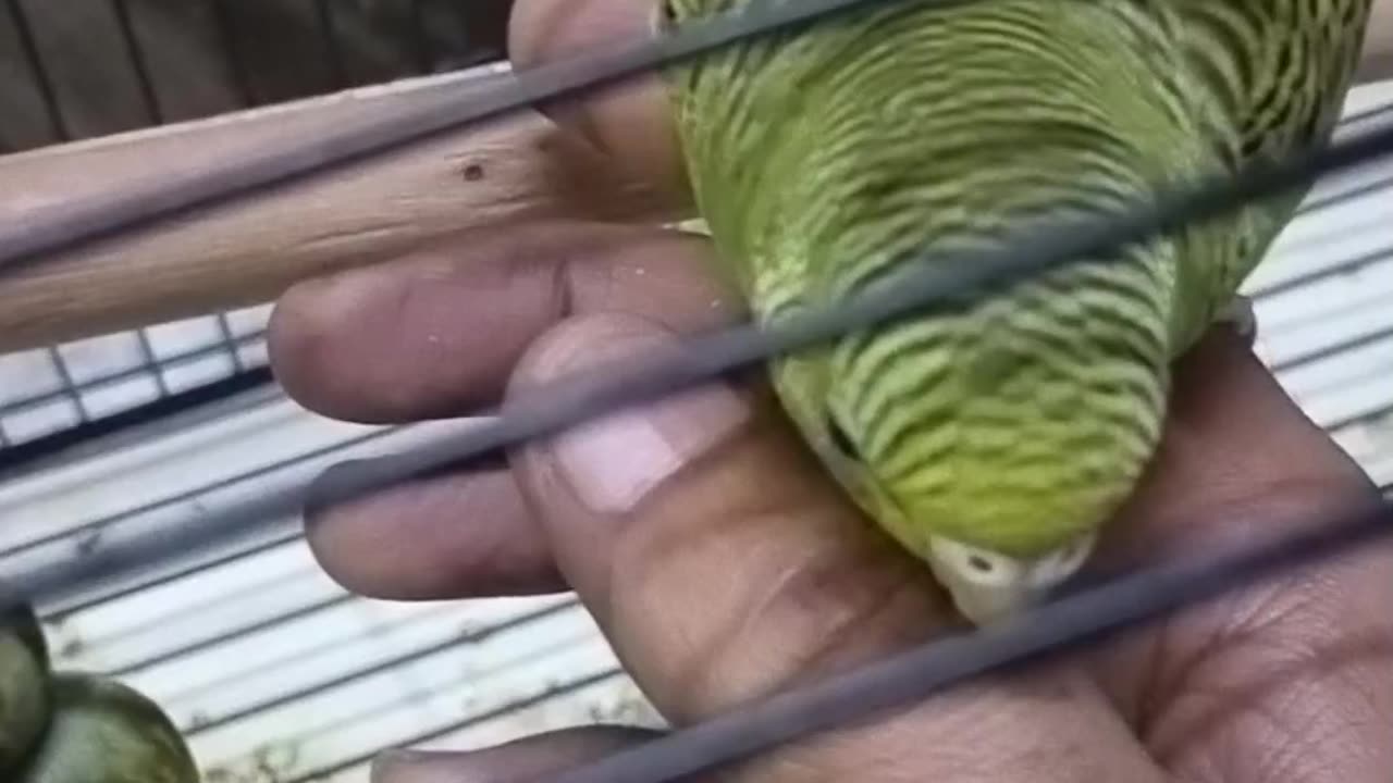 My cute birds playing with my hand